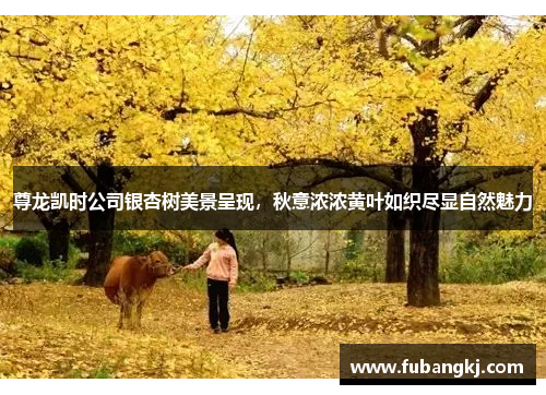 尊龙凯时公司银杏树美景呈现，秋意浓浓黄叶如织尽显自然魅力